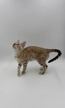 Reduced Price TICA Registered Bengal Kittens - Photo 3