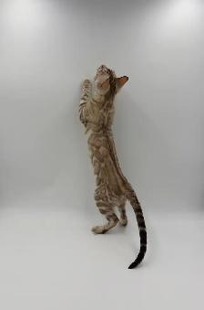 Reduced Price TICA Registered Bengal Kittens - Photo 4