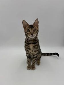 Reduced Price TICA Registered Bengal Kittens - Photo 8