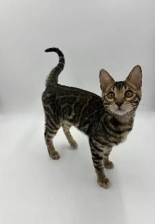 Reduced Price TICA Registered Bengal Kittens - Photo 9