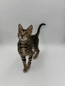 Reduced Price TICA Registered Bengal Kittens - Photo 10