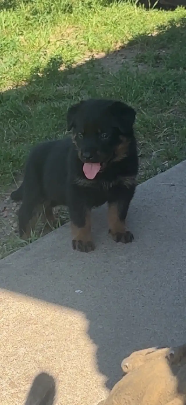 shepweiler puppies