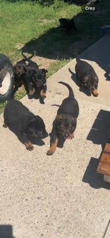 shepweiler puppies - Photo 3