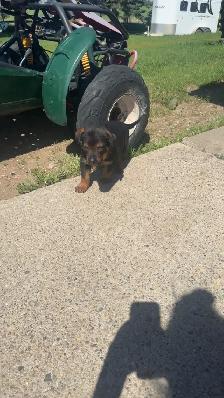shepweiler puppies - Photo 4