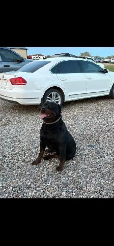 shepweiler puppies - Photo 5