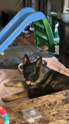 shepweiler puppies - Photo 7