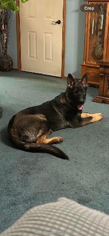 shepweiler puppies - Photo 8