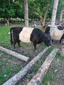 Belted Galloway Cow
