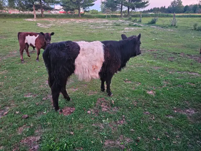 Galloway Belted Cow