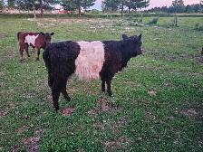 Galloway Belted Cow