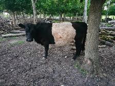 Galloway Belted Cow - Photo 3