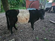 Galloway Belted Cow - Photo 4