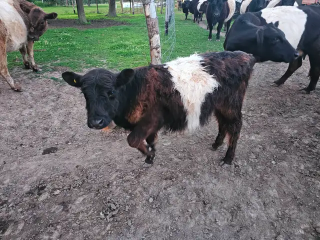 Yearling Belted Galloway Heifer
