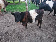 Yearling Belted Galloway Heifer