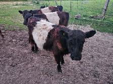 Yearling Belted Galloway Heifer - Photo 2