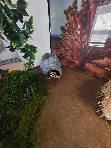 leopard gecko and 40 gallon tank