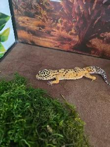 leopard gecko and 40 gallon tank - Photo 2