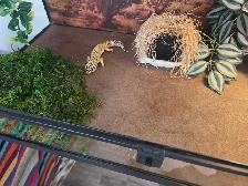 leopard gecko and 40 gallon tank - Photo 3