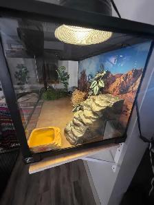 leopard gecko and 40 gallon tank - Photo 4
