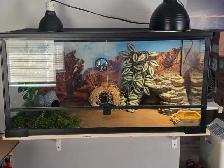 leopard gecko and 40 gallon tank - Photo 5