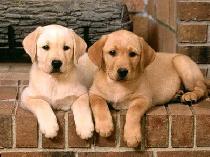 No.1 Dog Walking & Petsitting Services - Photo 2