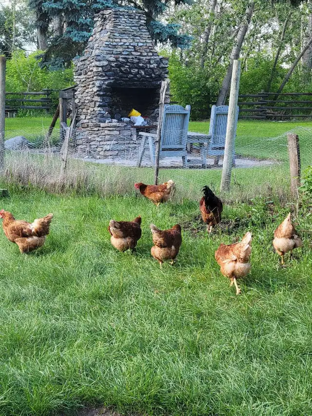 fresh  chicken eggs