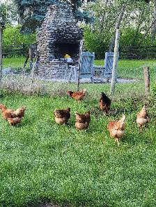 fresh  chicken eggs
