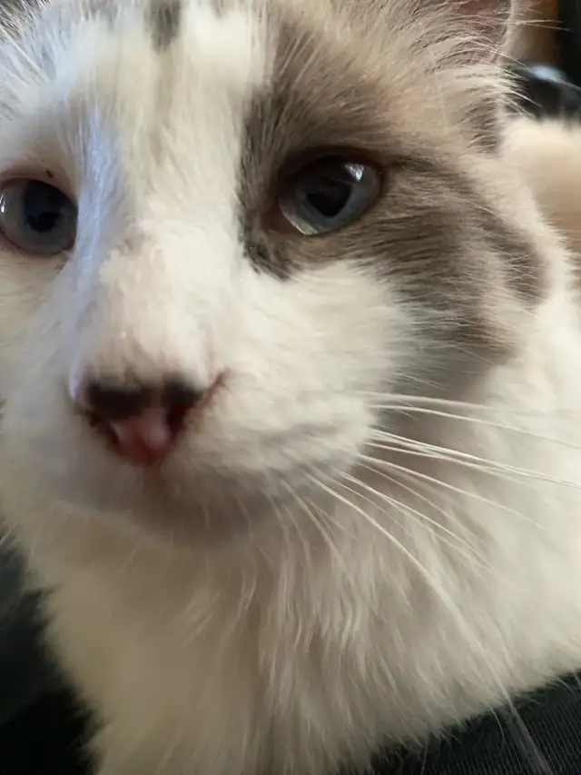cat for rehoming