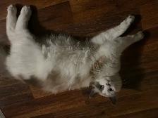cat for rehoming - Photo 2