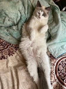 cat for rehoming - Photo 3