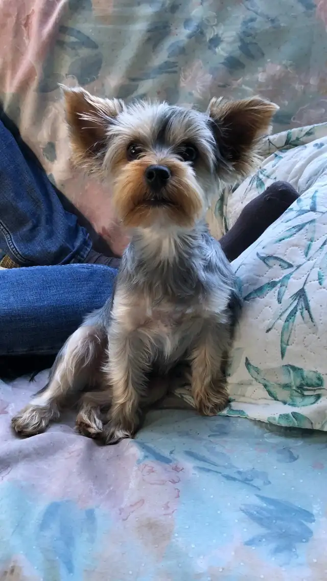 Yorkshire Terrier Pup Purebred RTG $1900