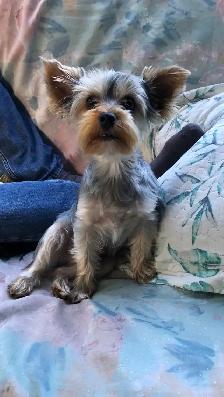 Yorkshire Terrier Pup Purebred RTG $1900