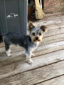 Yorkshire Terrier Pup Purebred RTG $1900 - Photo 2