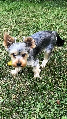 Yorkshire Terrier Pup Purebred RTG $1900 - Photo 3