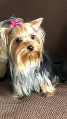 Yorkshire Terrier Pup Purebred RTG $1900 - Photo 4