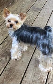 Yorkshire Terrier Pup Purebred RTG $1900 - Photo 5
