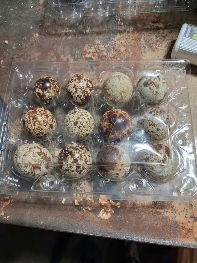 Fresh Quail Eggs for eating