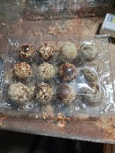 Fresh Quail Eggs for eating