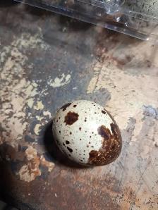Fresh Quail Eggs for eating - Photo 2