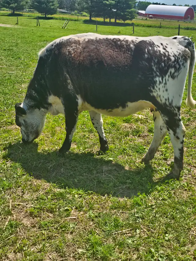 Speckle Park Heifer