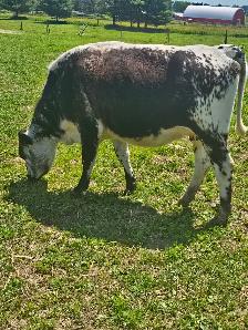 Speckle Park Heifer