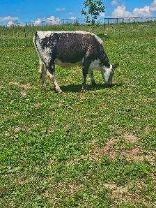 Speckle Park Heifer - Photo 2