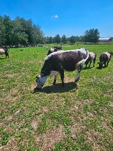 Speckle Park Heifer - Photo 3