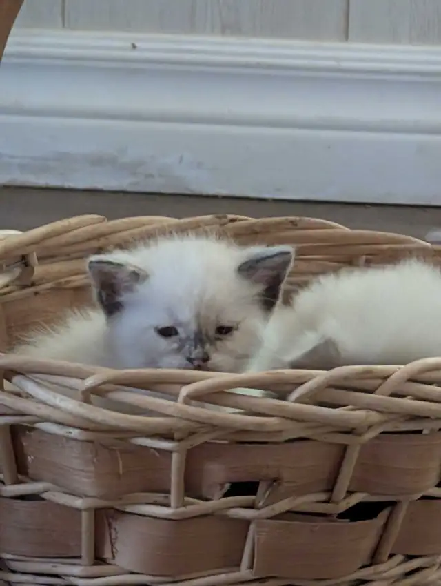 one ragdoll boy left