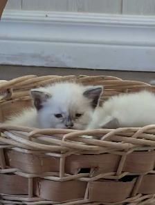 one ragdoll boy left