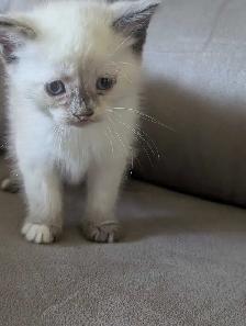 one ragdoll boy left - Photo 2