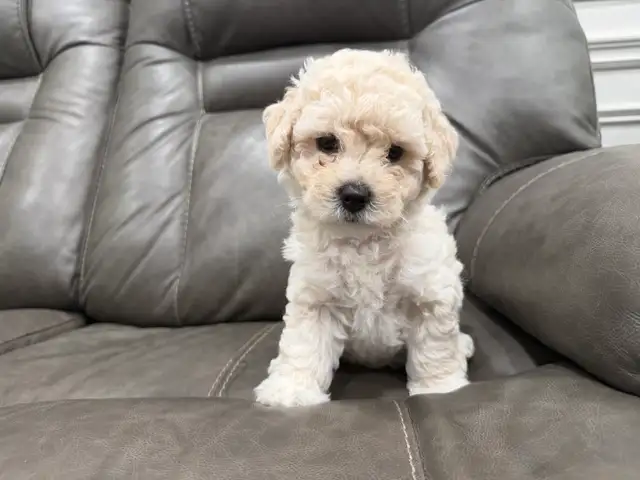 Bichon Puppy