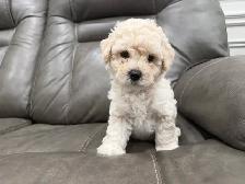 Bichon Puppy