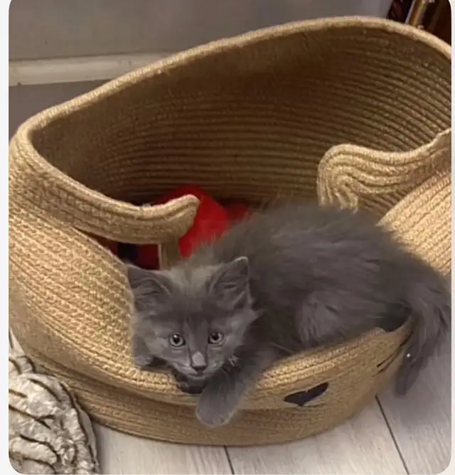 Russian blue kittens