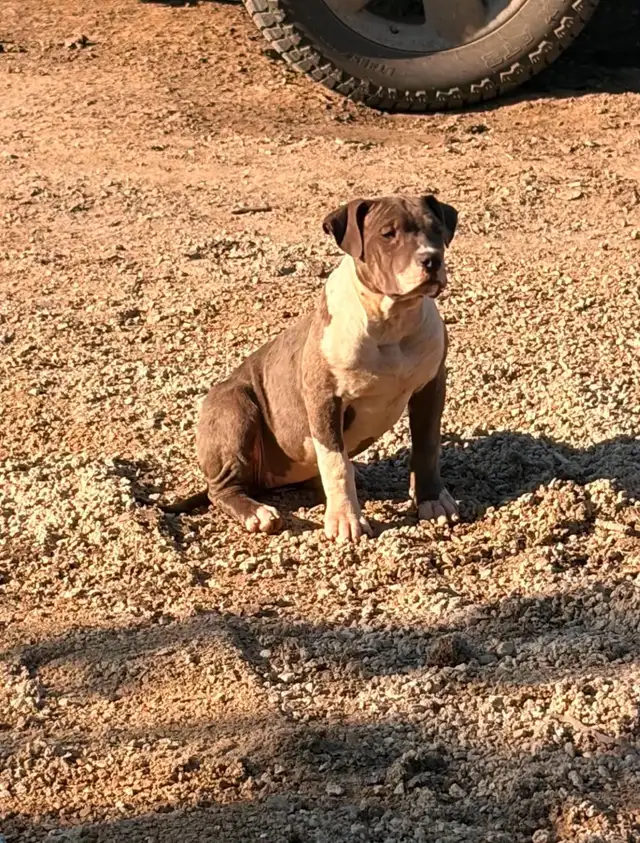 Bully pups